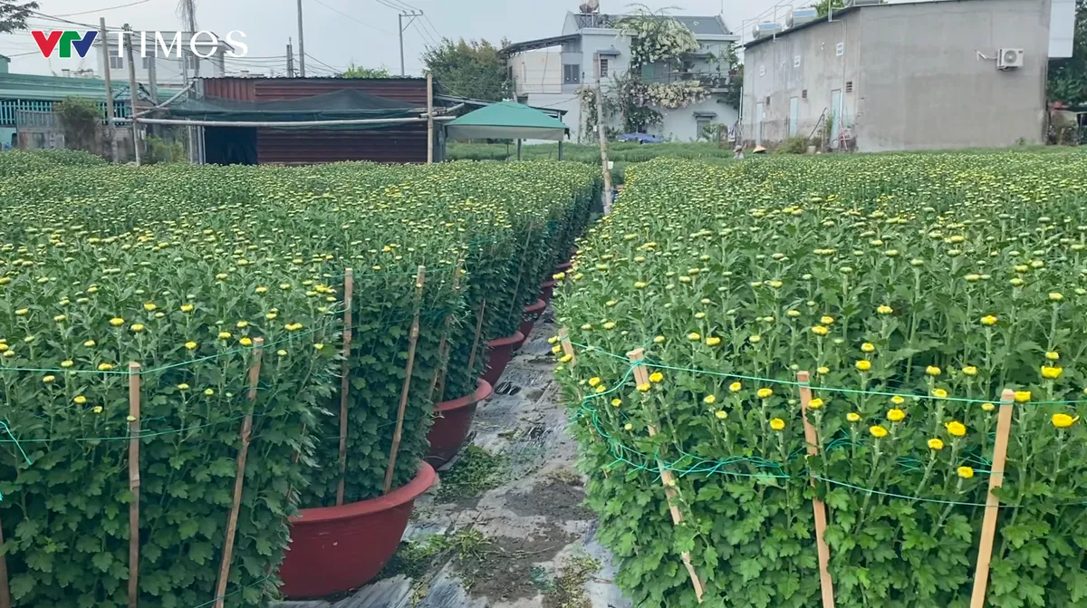 TP Hồ Chí Minh: Nhà vườn vùng ven tất bật chăm hoa chuẩn bị bán Tết- Ảnh 1. TP Hồ Chí Minh: Nhà vườn vùng ven tất bật chăm hoa chuẩn bị bán Tết- Ảnh 1.