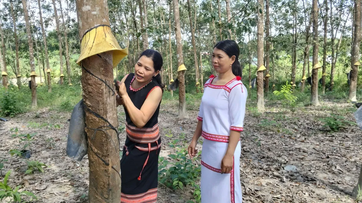 Đồng b&agrave;o Rơ Măm ơn Đảng- Ảnh 1.