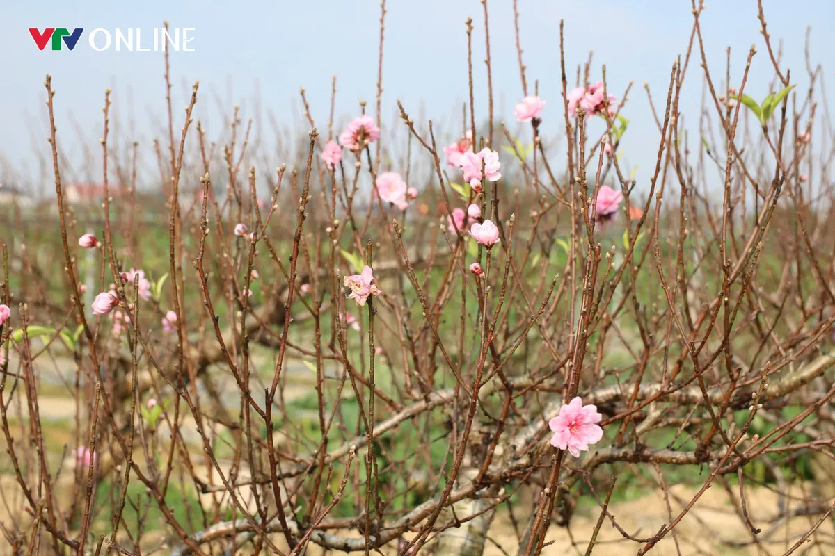 Nghệ An: Thu h&agrave;ng trăm triệu từ nghề chăm s&oacute;c đ&agrave;o thế cổ thụ cho Tết Nguy&ecirc;n đ&aacute;n - Ảnh 3.