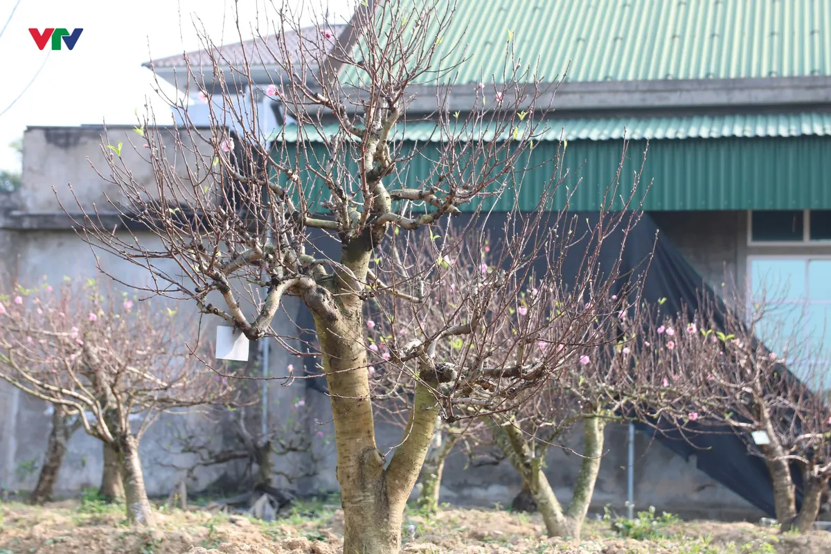 Nghệ An: Thu h&agrave;ng trăm triệu từ nghề chăm s&oacute;c đ&agrave;o thế cổ thụ cho Tết Nguy&ecirc;n đ&aacute;n - Ảnh 1.