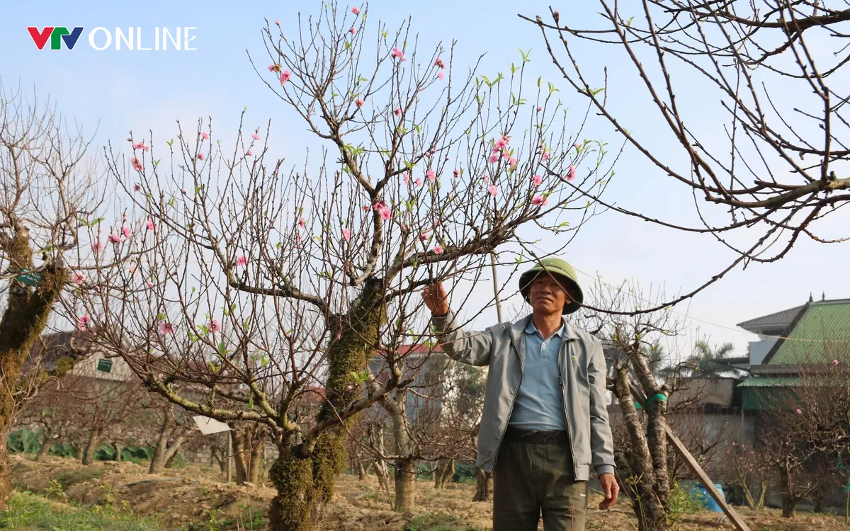 Anh Lê Văn Hoàn bắt đầu công việc trồng đào từ 10 năm trước. Ảnh Ngọc Quân.