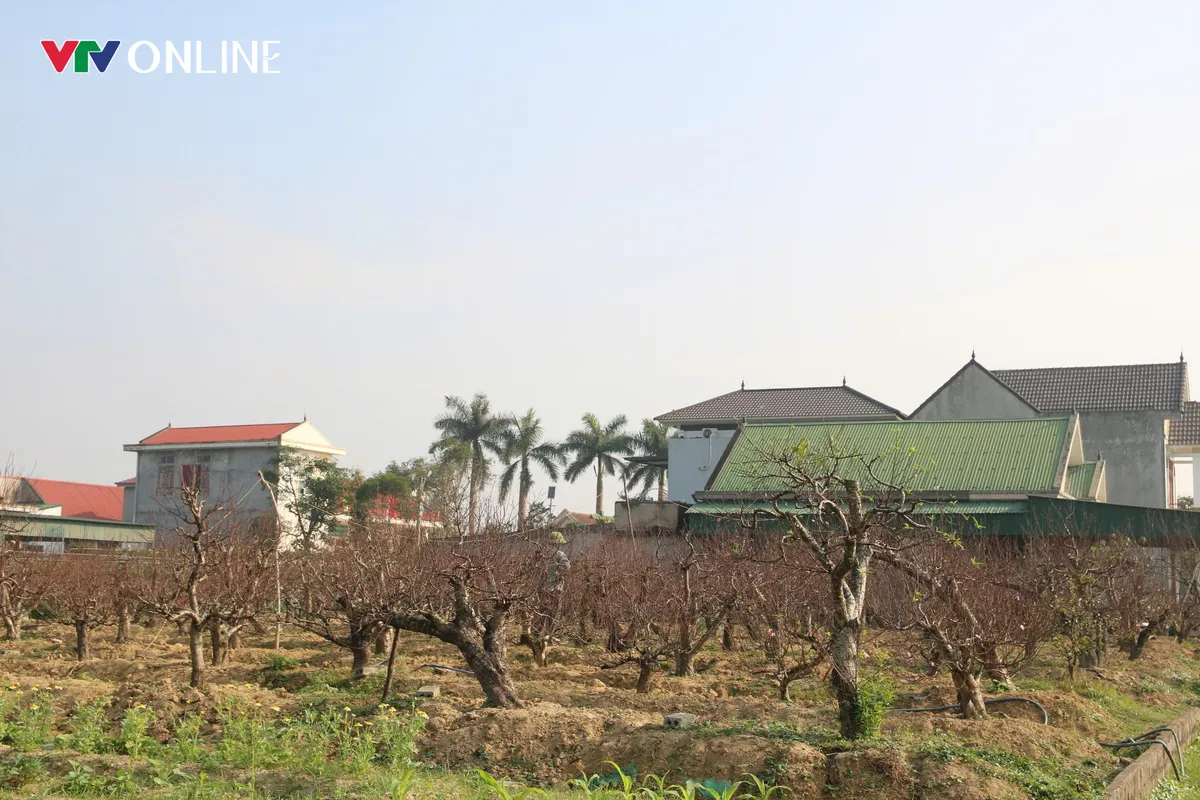 Nghệ An: Thu h&agrave;ng trăm triệu từ nghề chăm s&oacute;c đ&agrave;o thế cổ thụ cho Tết Nguy&ecirc;n đ&aacute;n - Ảnh 4.