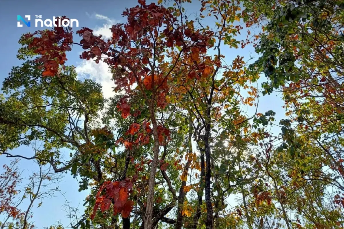 Hiện tượng “rừng đổi màu” kỳ ảo tại Thái Lan- Ảnh 4.