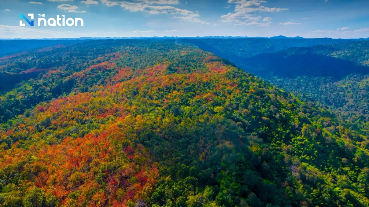 Hiện tượng “rừng đổi màu” kỳ ảo tại Thái Lan- Ảnh 3.