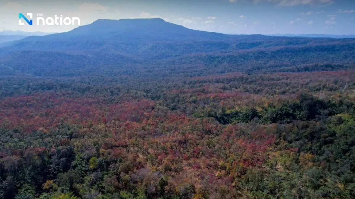 Hiện tượng “rừng đổi màu” kỳ ảo tại Thái Lan- Ảnh 2.