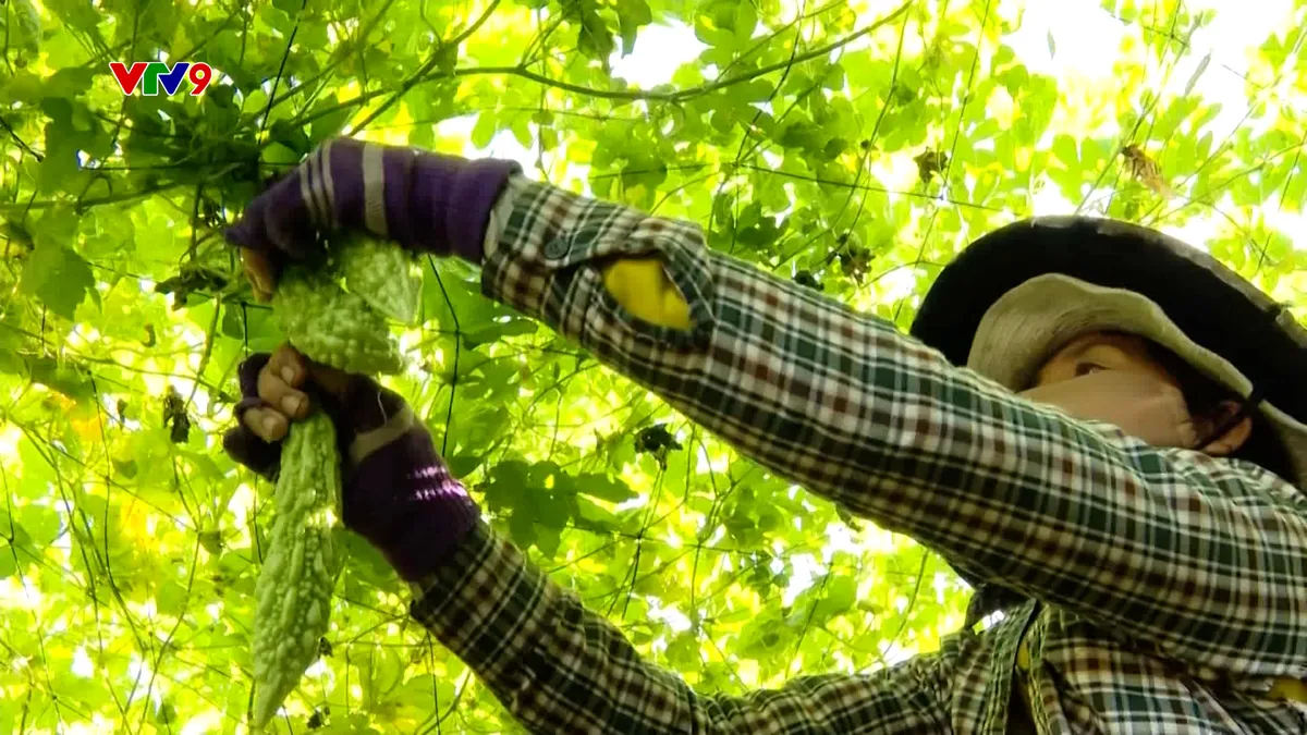 Thiếu lao động thời vụ dịp Tết