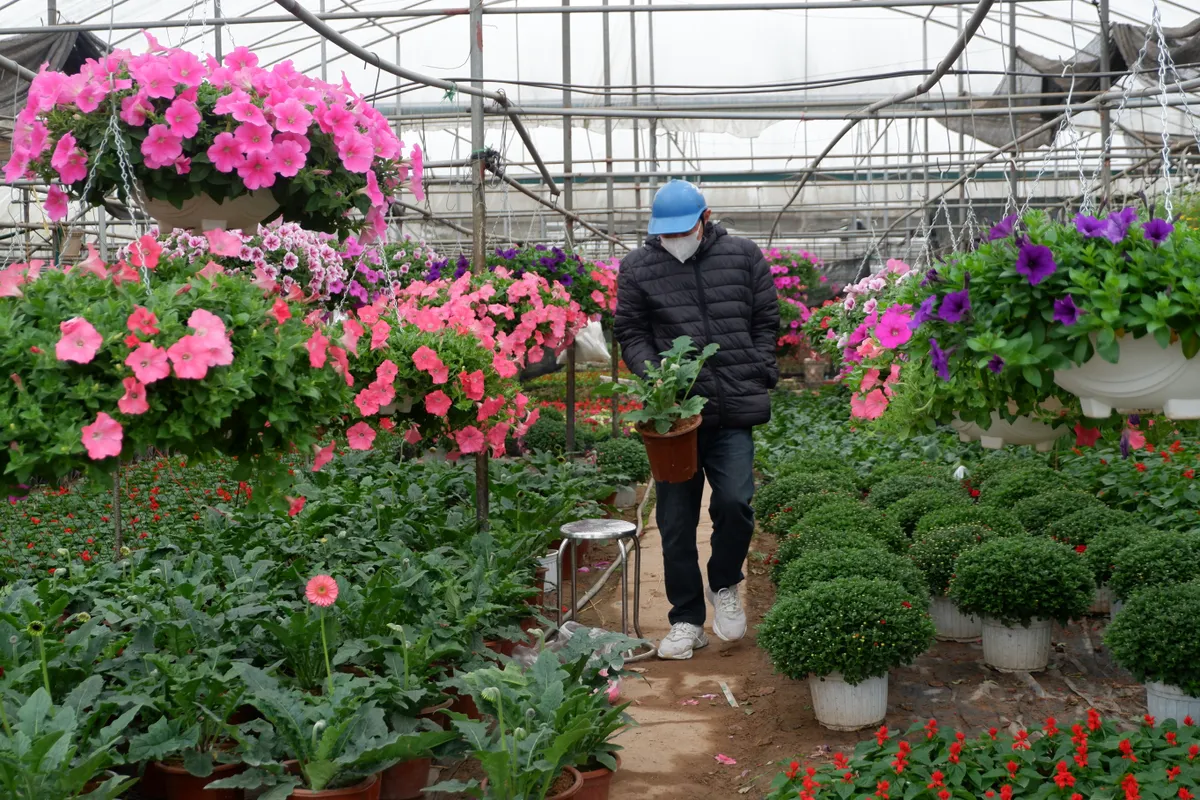 L&agrave;ng hoa Xu&acirc;n Quan nhộn nhịp trước Tết - Ảnh 7.