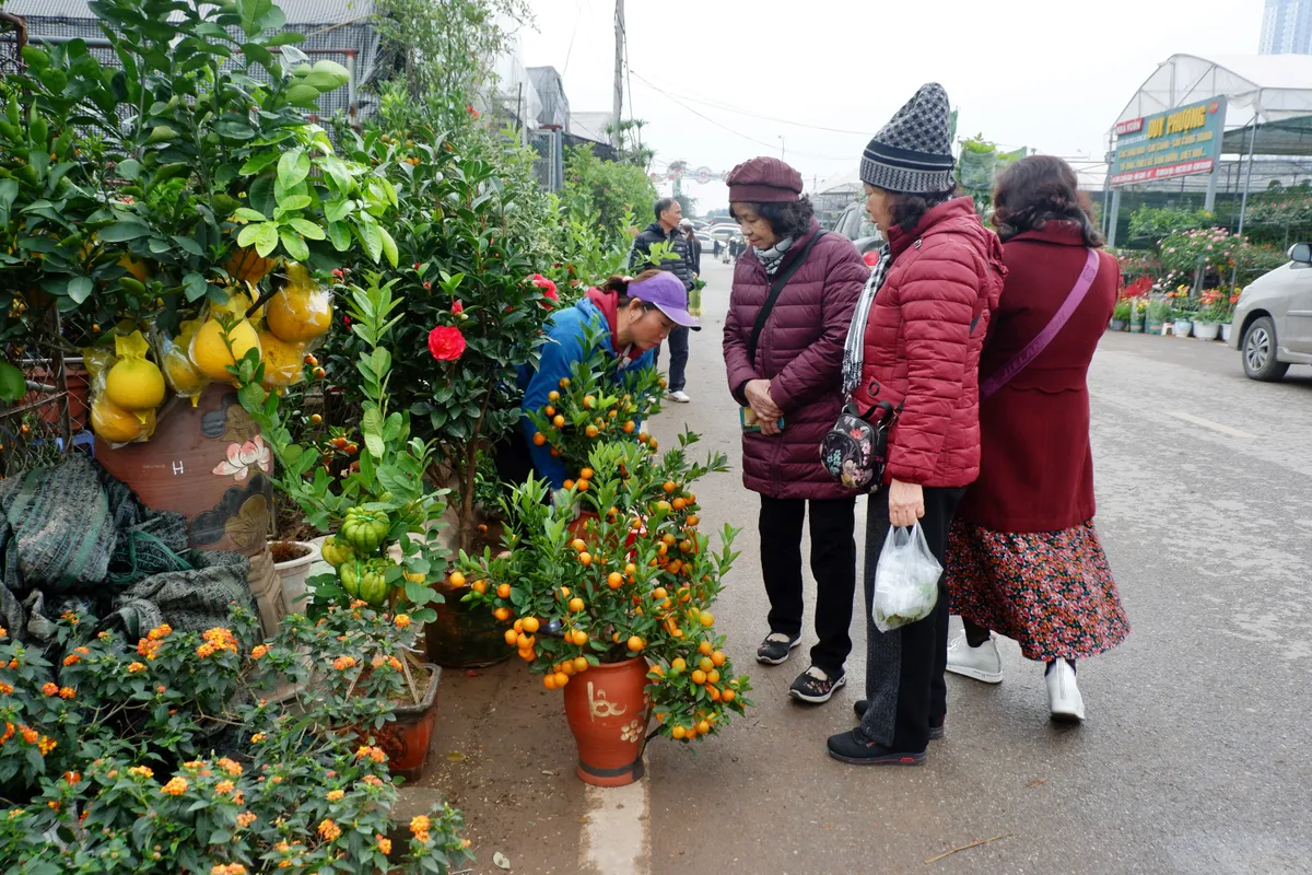 L&agrave;ng hoa Xu&acirc;n Quan nhộn nhịp trước Tết - Ảnh 8.