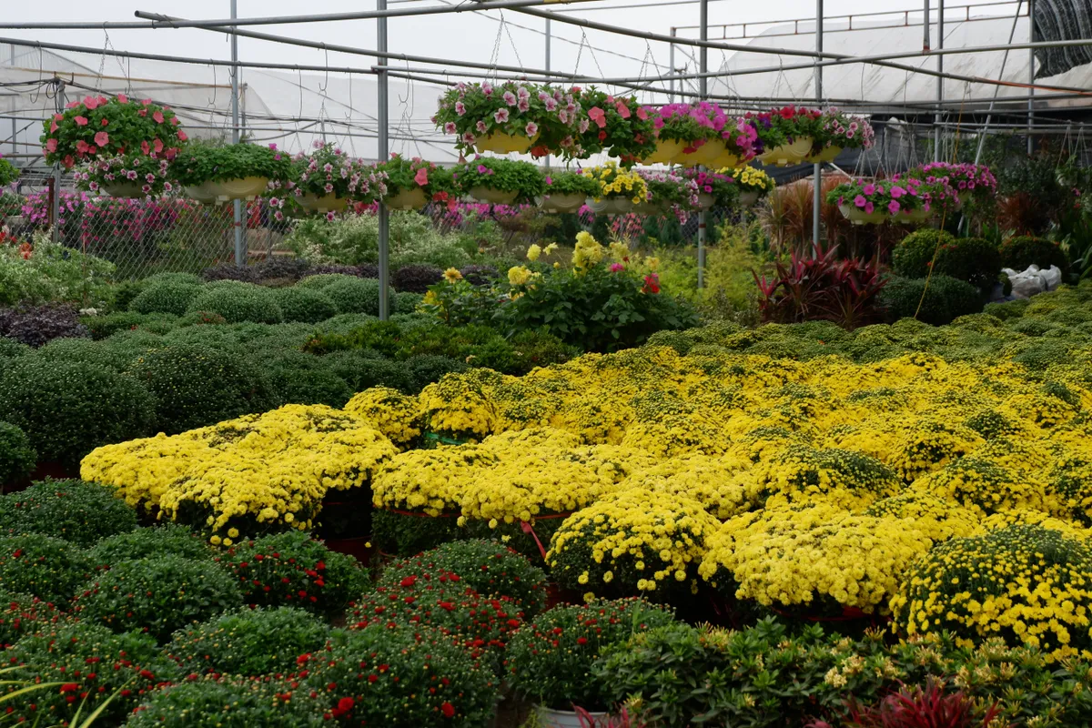 L&agrave;ng hoa Xu&acirc;n Quan nhộn nhịp trước Tết - Ảnh 2.