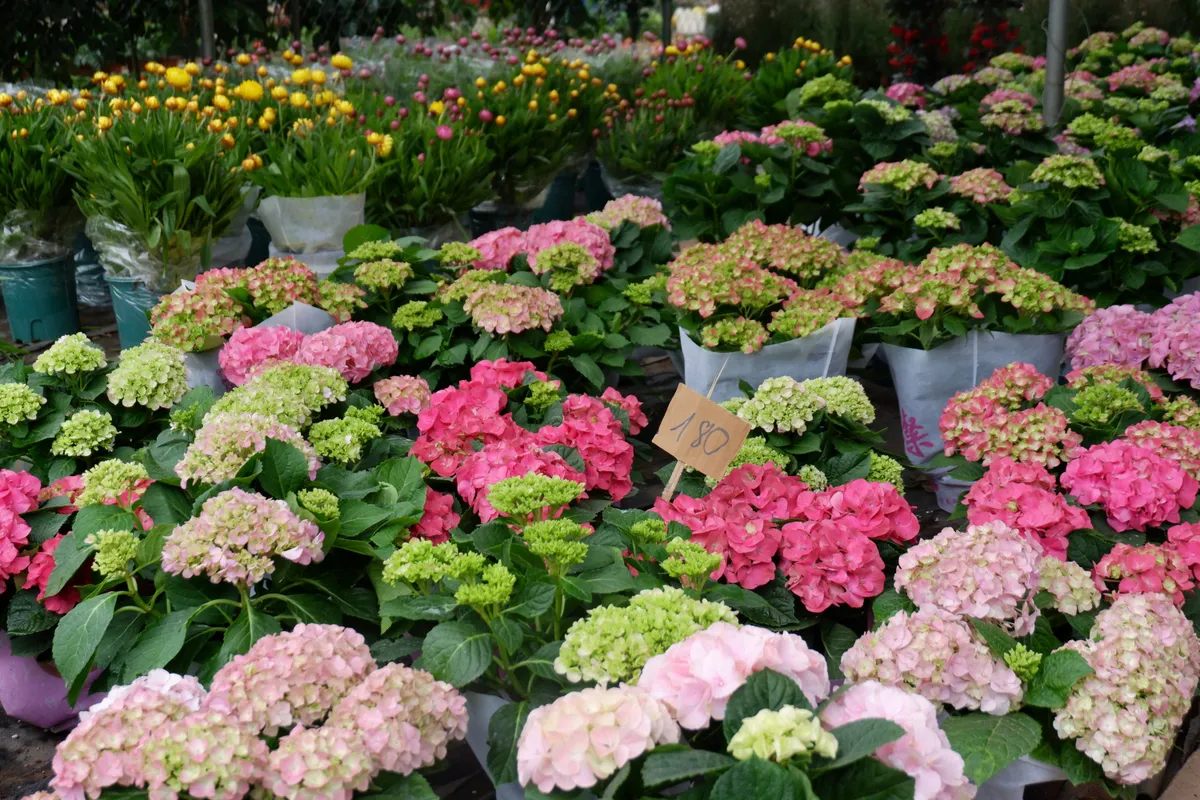 L&agrave;ng hoa Xu&acirc;n Quan nhộn nhịp trước Tết - Ảnh 4.