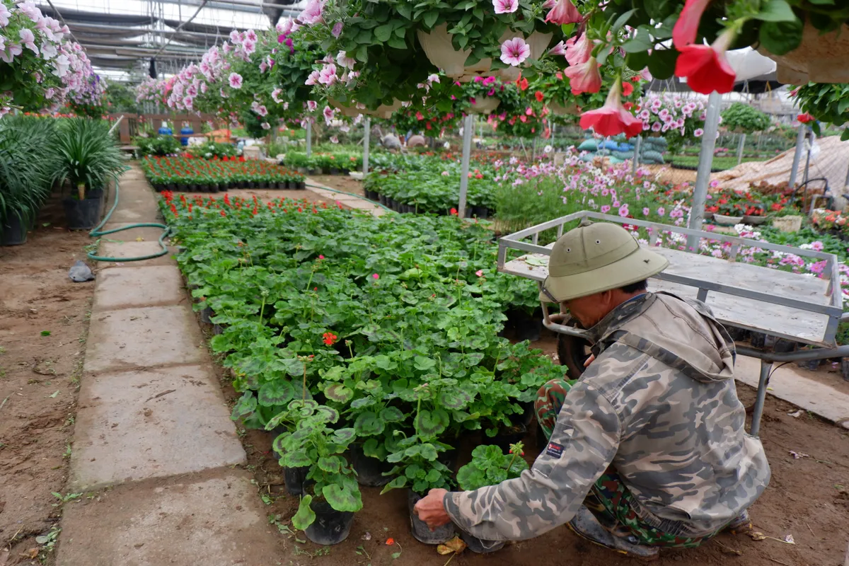 L&agrave;ng hoa Xu&acirc;n Quan nhộn nhịp trước Tết - Ảnh 6.