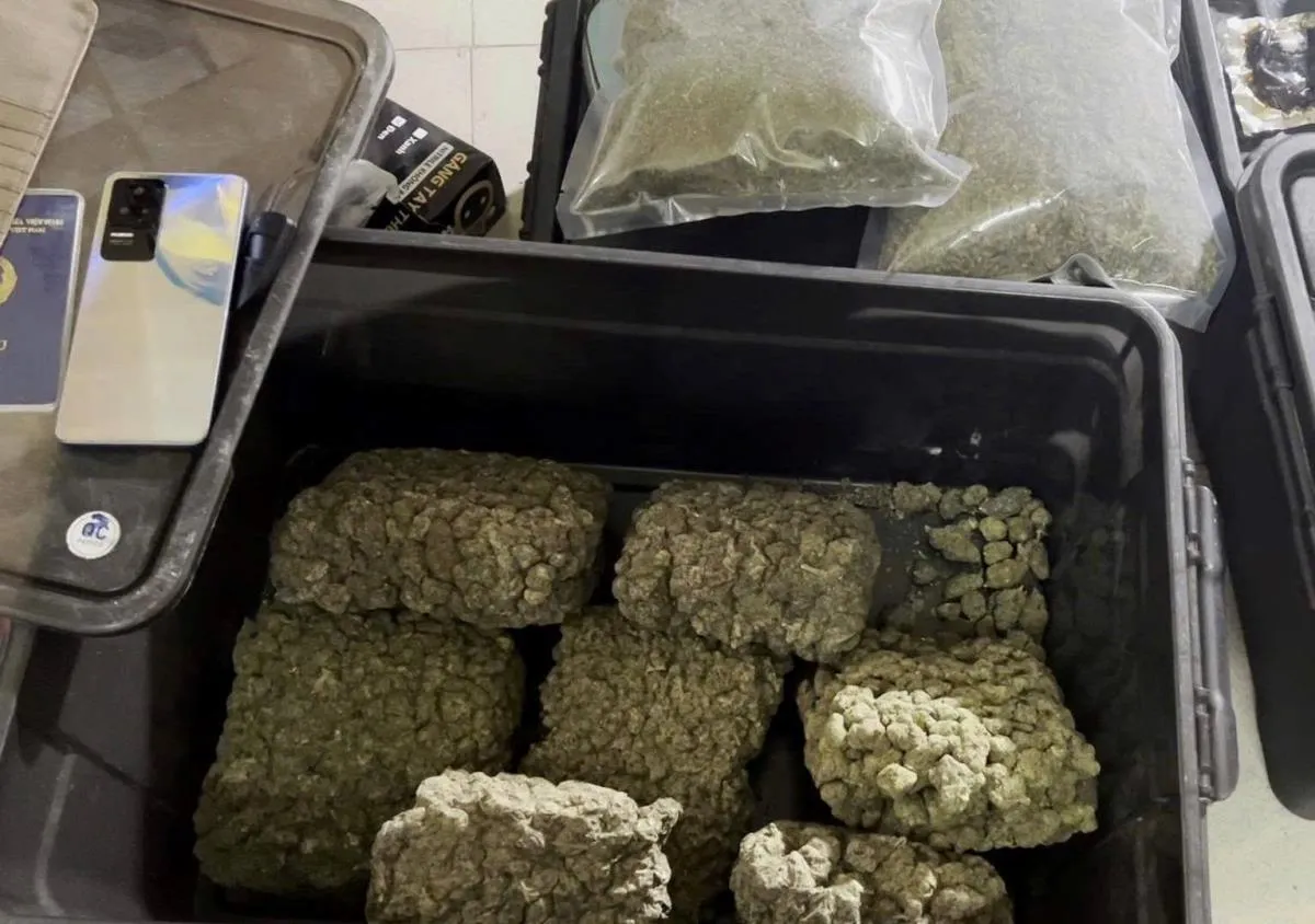 Đ&agrave; Nẵng: Triệt ph&aacute; vườn cần sa quy m&ocirc; lớn trong khu d&acirc;n cư - Ảnh 2.