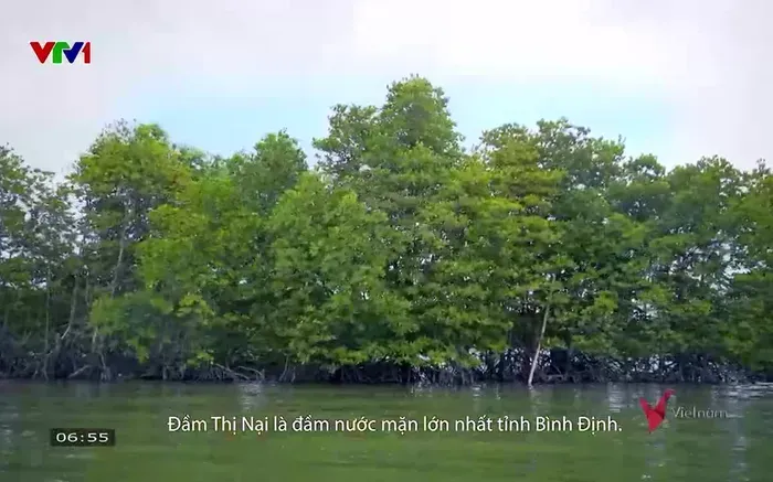 Đầm Thị Nại (Ảnh: Chụp màn hình)