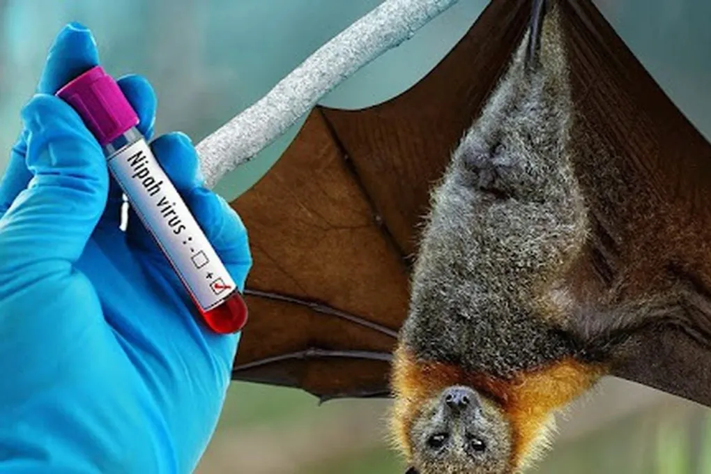 Tăng cường ph&ograve;ng chống virus Nipah, bệnh truyền nhiễm nguy hiểm chưa c&oacute; thuốc đặc trị- Ảnh 1.