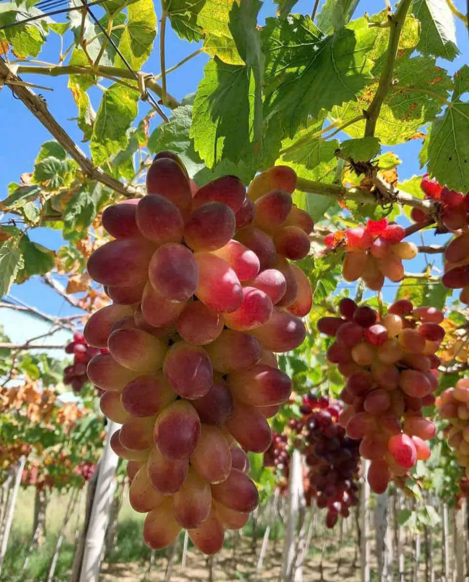 Kh&aacute;nh H&ograve;a v&agrave;o vụ nho Tết, sẵn s&agrave;ng đ&oacute;n kh&aacute;ch du xu&acirc;n - Ảnh 2.