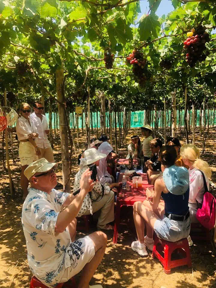 Kh&aacute;nh H&ograve;a v&agrave;o vụ nho Tết, sẵn s&agrave;ng đ&oacute;n kh&aacute;ch du xu&acirc;n - Ảnh 4.