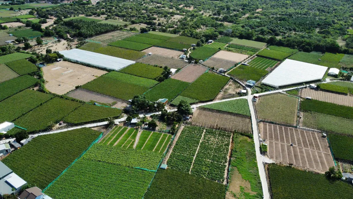 Kh&aacute;nh H&ograve;a v&agrave;o vụ nho Tết, sẵn s&agrave;ng đ&oacute;n kh&aacute;ch du xu&acirc;n - Ảnh 5.