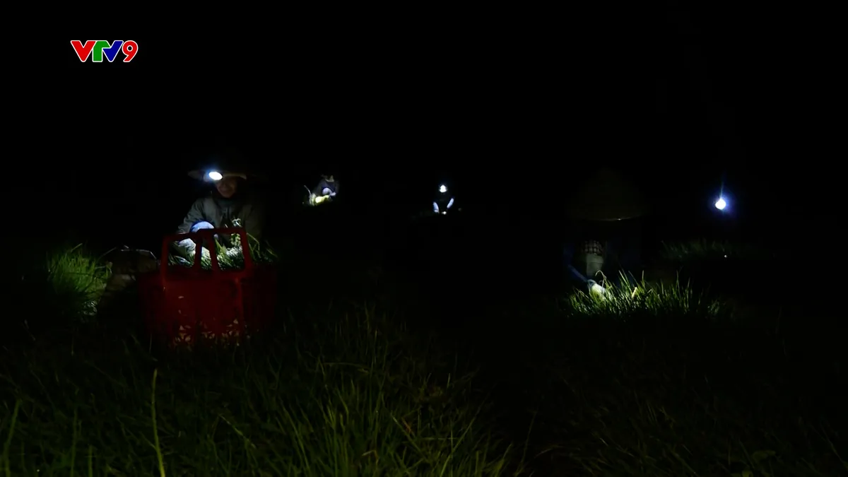 Ấn tượng Phương Nam: Kiệu Tết "chạy đêm"