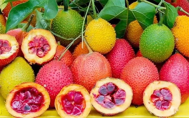 Gấc &ndash; &ldquo;si&ecirc;u tr&aacute;i c&acirc;y&rdquo; m&agrave;u đỏ gi&uacute;p tăng cường sức khỏe to&agrave;n diện- Ảnh 1.