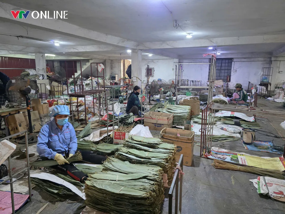 Phú Thọ: Thu tiền triệu mỗi ngày nhờ nghề hái lá ở Chân Mộng - Ảnh 4.