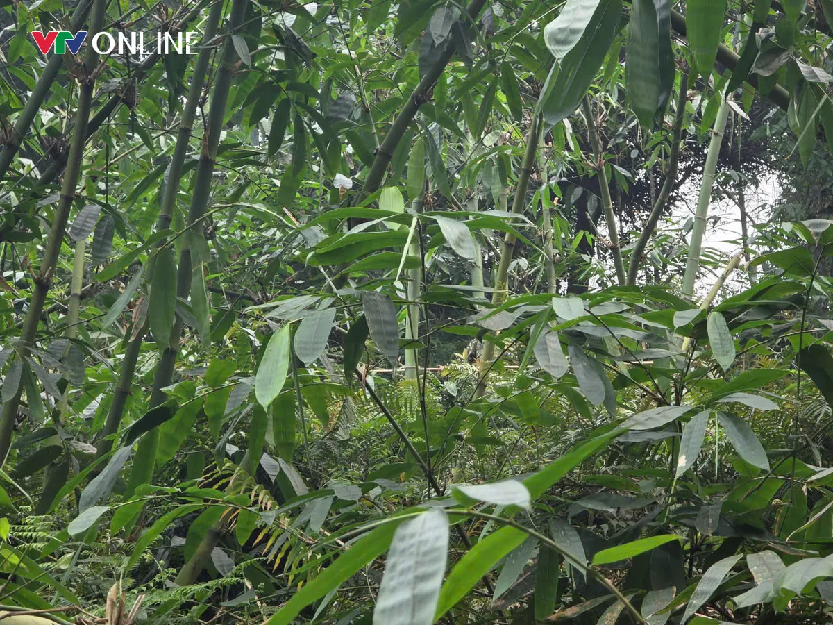 Phú Thọ: Thu tiền triệu mỗi ngày nhờ nghề hái lá ở Chân Mộng - Ảnh 1.