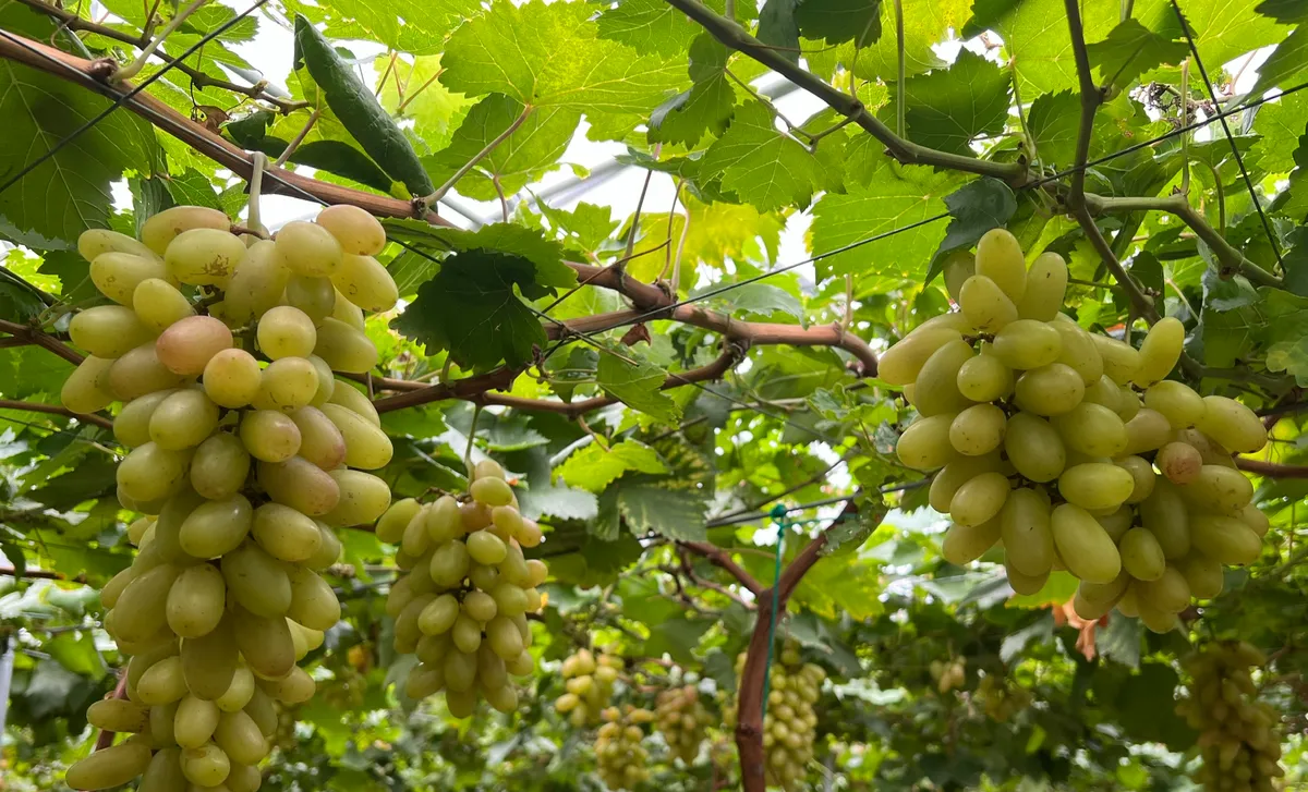 Kh&aacute;nh H&ograve;a v&agrave;o vụ nho Tết, sẵn s&agrave;ng đ&oacute;n kh&aacute;ch du xu&acirc;n - Ảnh 3.