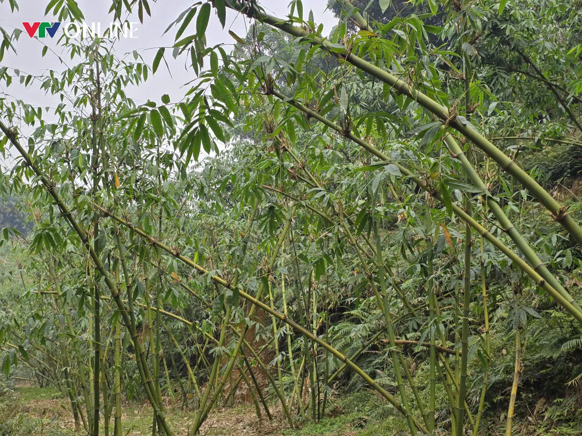 Phú Thọ: Thu tiền triệu mỗi ngày nhờ nghề hái lá ở Chân Mộng - Ảnh 3.