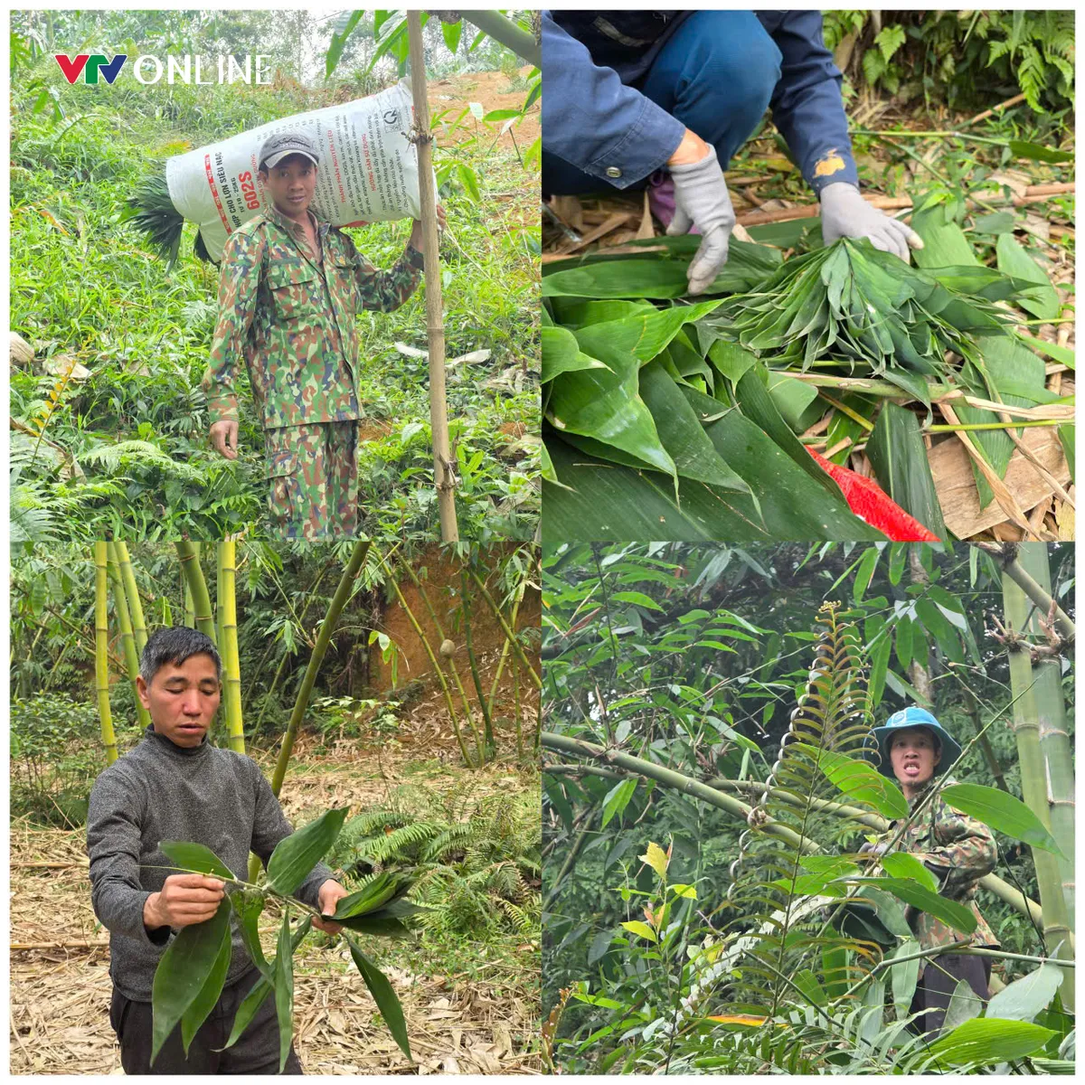 Phú Thọ: Thu tiền triệu mỗi ngày nhờ nghề hái lá ở Chân Mộng - Ảnh 2.