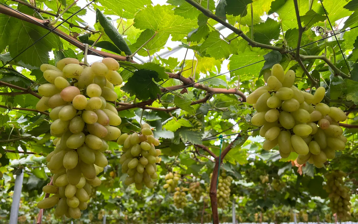 Khánh Hòa vào vụ nho Tết, sẵn sàng đón khách du xuân.