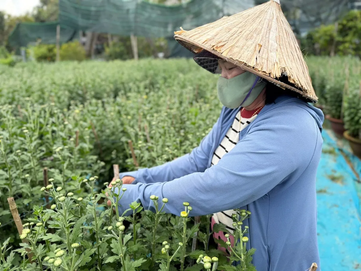 N&ocirc;ng d&acirc;n Đ&agrave; Nẵng tất bật v&agrave;o vụ hoa tết - Ảnh 1.