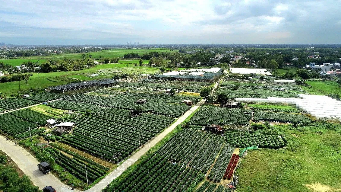 N&ocirc;ng d&acirc;n Đ&agrave; Nẵng tất bật v&agrave;o vụ hoa tết - Ảnh 6.