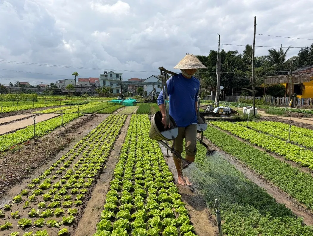 Thủ phủ kiệu Tết của Đà Nẵng được mùa - Ảnh 3.