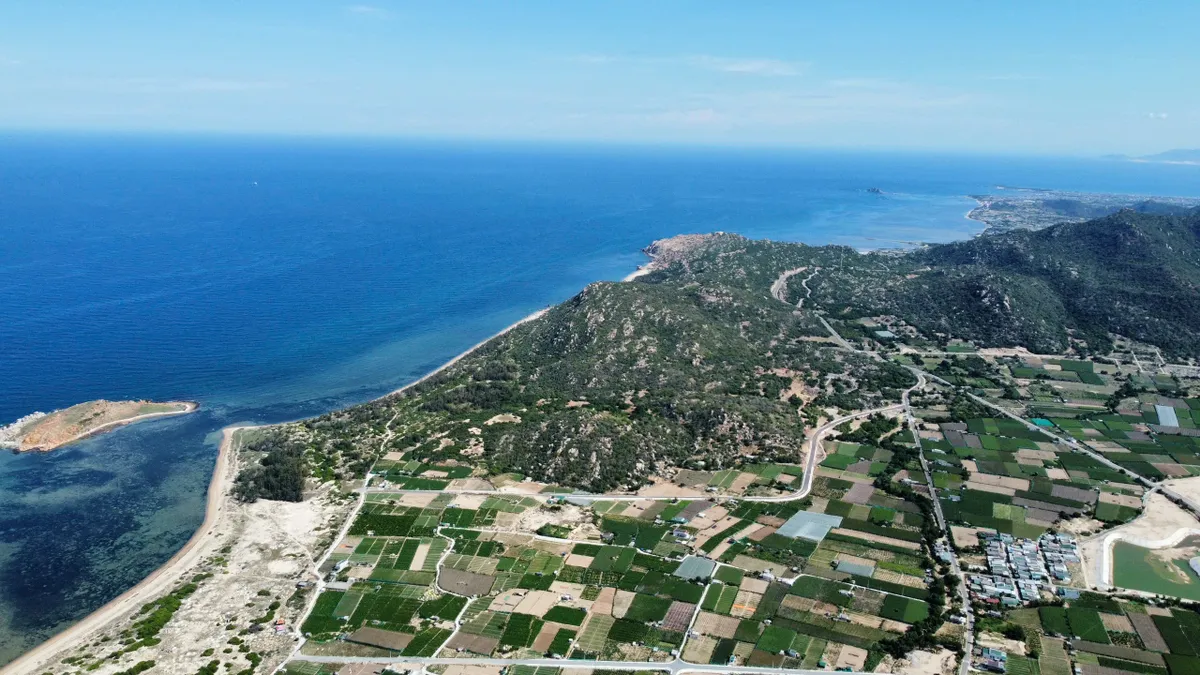 Kh&aacute;nh H&ograve;a v&agrave;o vụ nho Tết, sẵn s&agrave;ng đ&oacute;n kh&aacute;ch du xu&acirc;n - Ảnh 6.