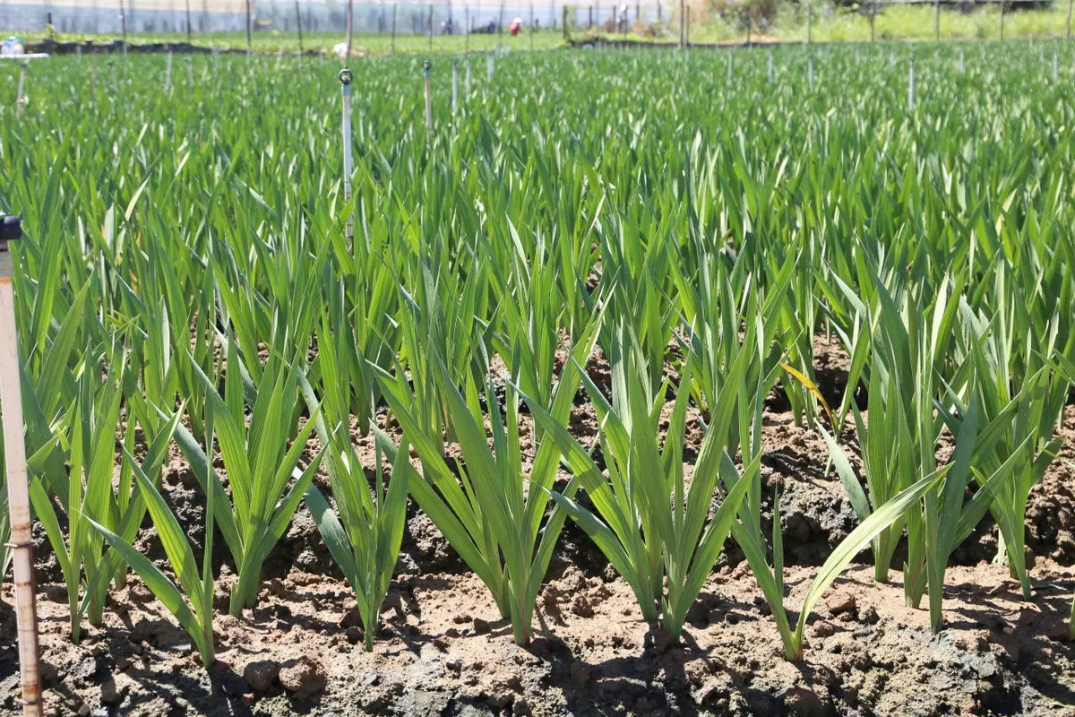 N&ocirc;ng d&acirc;n L&acirc;m Đồng chạy đua với thời gian để kịp vụ hoa tết Nguy&ecirc;n đ&aacute;n 2026 - Ảnh 2.