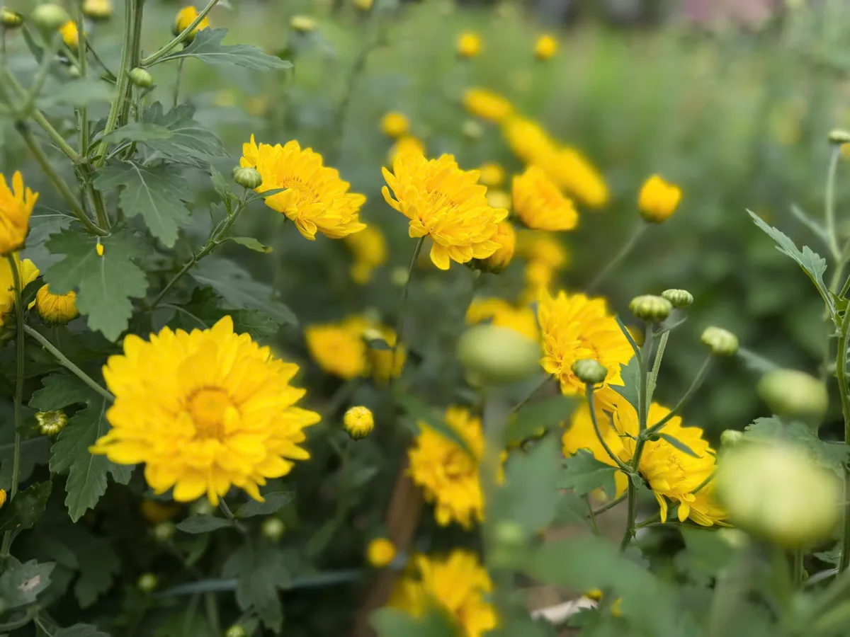 N&ocirc;ng d&acirc;n Đ&agrave; Nẵng tất bật v&agrave;o vụ hoa tết - Ảnh 2.