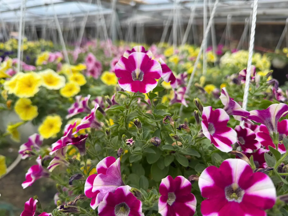 N&ocirc;ng d&acirc;n Đ&agrave; Nẵng tất bật v&agrave;o vụ hoa tết - Ảnh 5.