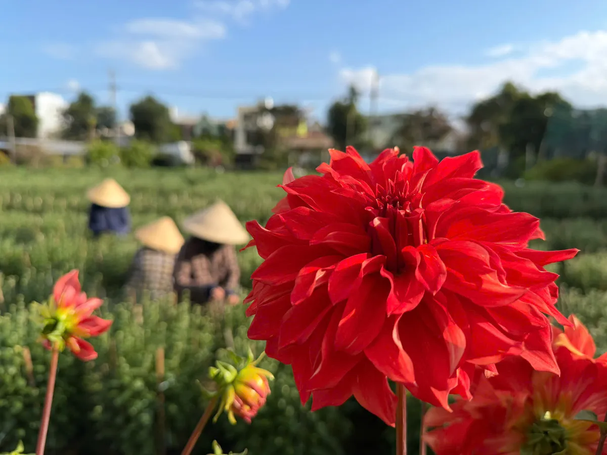 N&ocirc;ng d&acirc;n Đ&agrave; Nẵng tất bật v&agrave;o vụ hoa tết - Ảnh 3.