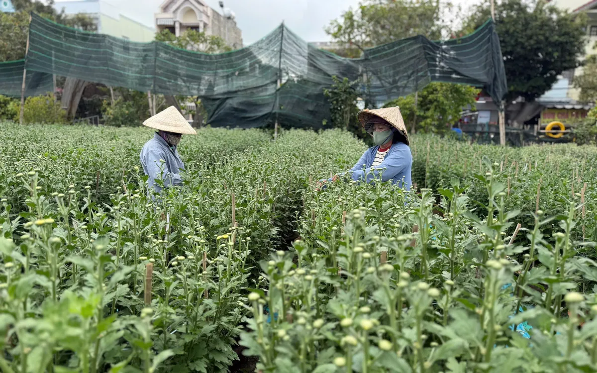 Nông dân Đà Nẵng tất bật vào vụ hoa tết.