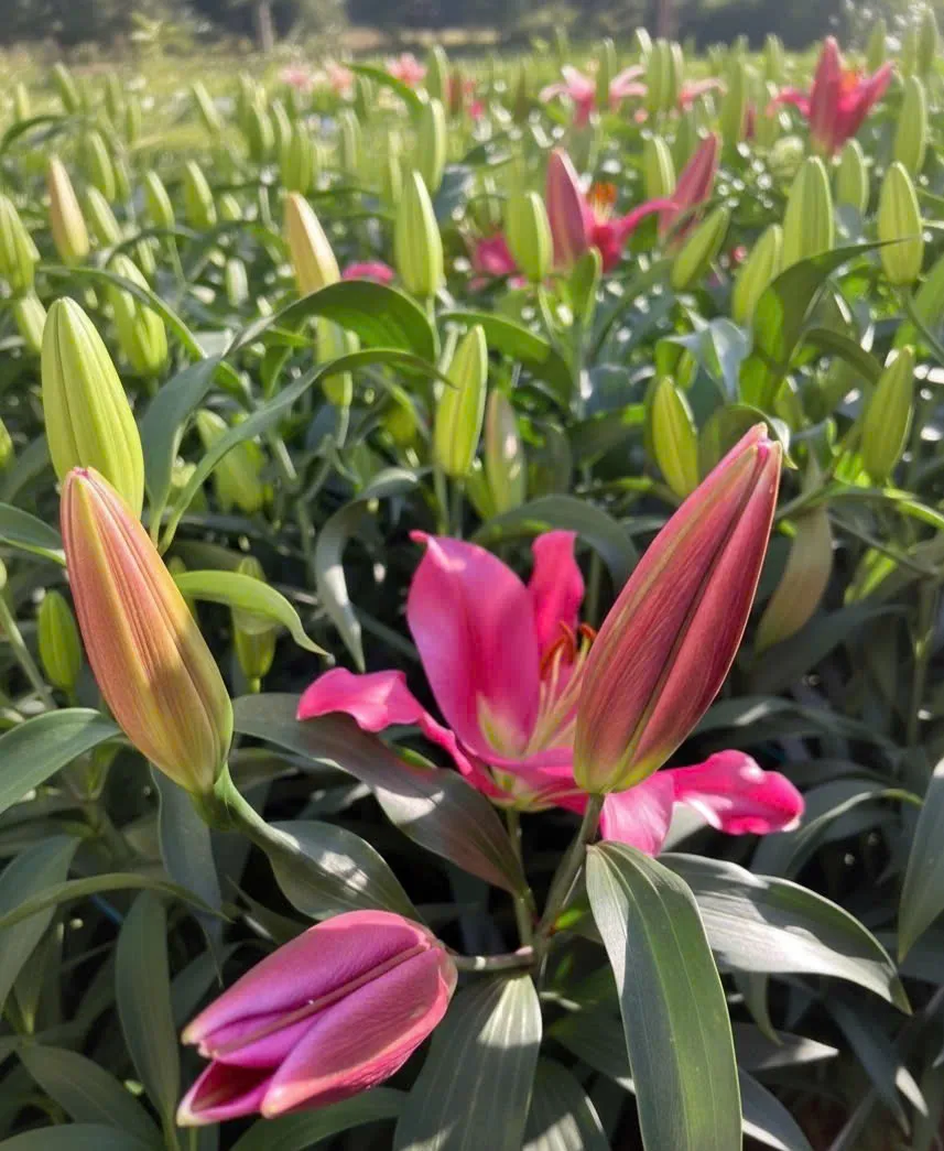 N&ocirc;ng d&acirc;n L&acirc;m Đồng chạy đua với thời gian để kịp vụ hoa tết Nguy&ecirc;n đ&aacute;n 2026 - Ảnh 4.