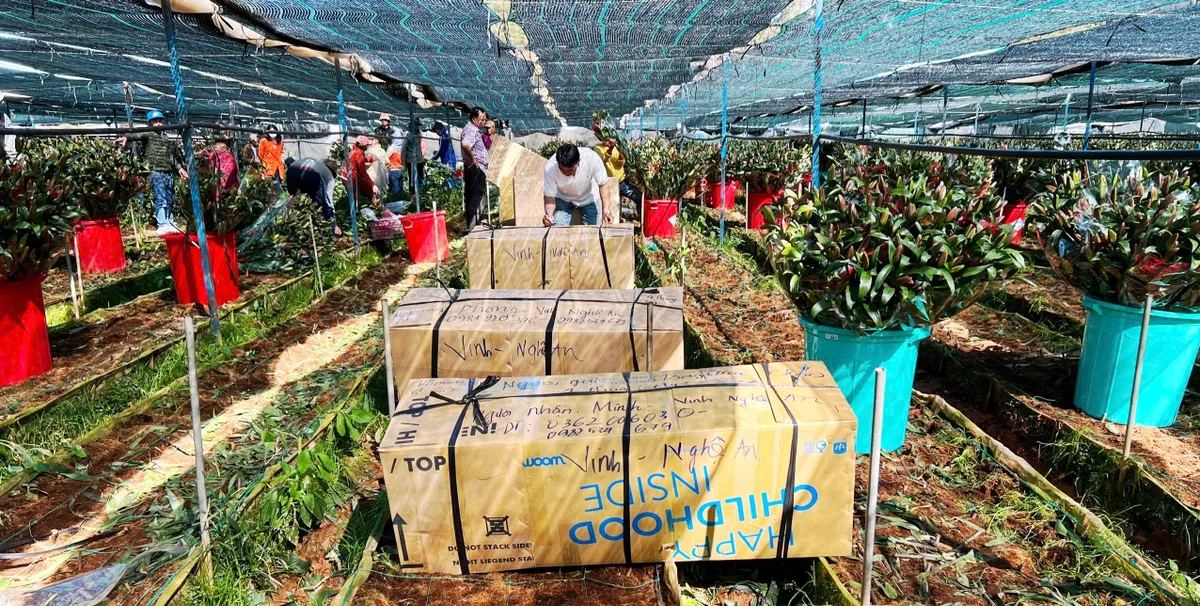 N&ocirc;ng d&acirc;n L&acirc;m Đồng chạy đua với thời gian để kịp vụ hoa tết Nguy&ecirc;n đ&aacute;n 2026 - Ảnh 7.