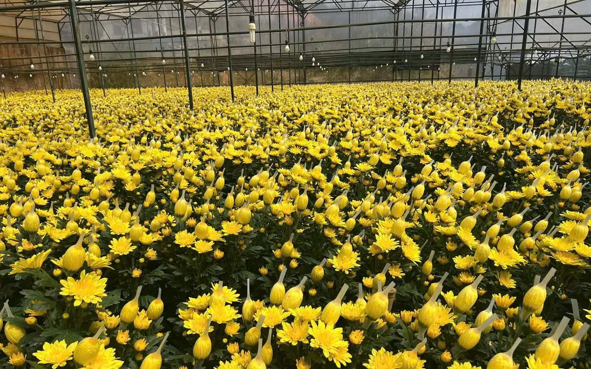 Nỗ lực giữ từng luống hoa, từng nụ hoa để mùa xuân có thể về đúng hẹn trên khắp mọi miền Tổ quốc.