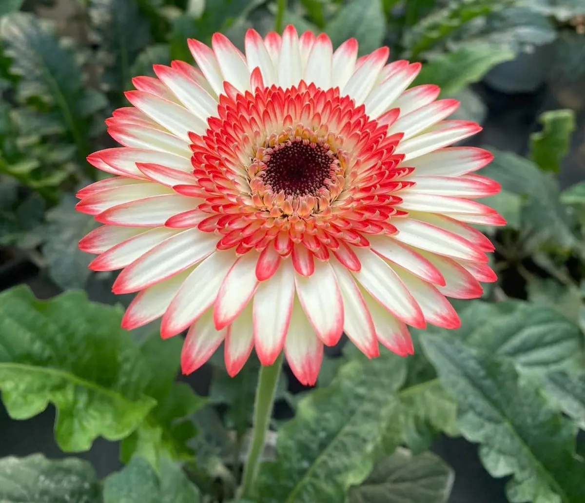 N&ocirc;ng d&acirc;n L&acirc;m Đồng chạy đua với thời gian để kịp vụ hoa tết Nguy&ecirc;n đ&aacute;n 2026 - Ảnh 8.