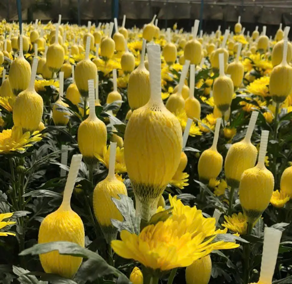 N&ocirc;ng d&acirc;n L&acirc;m Đồng chạy đua với thời gian để kịp vụ hoa tết Nguy&ecirc;n đ&aacute;n 2026 - Ảnh 6.