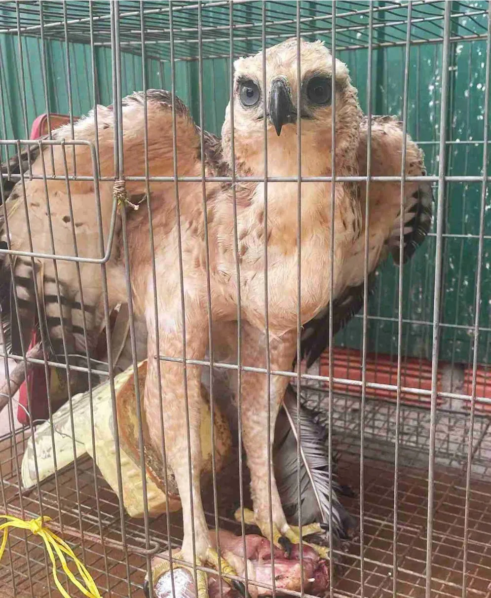 Lâm Đồng: Thả đại bàng núi quý hiếm nặng 2,5kg về môi trường tự nhiên- Ảnh 1. Lâm Đồng: Thả đại bàng núi quý hiếm nặng 2,5kg về môi trường tự nhiên- Ảnh 1.