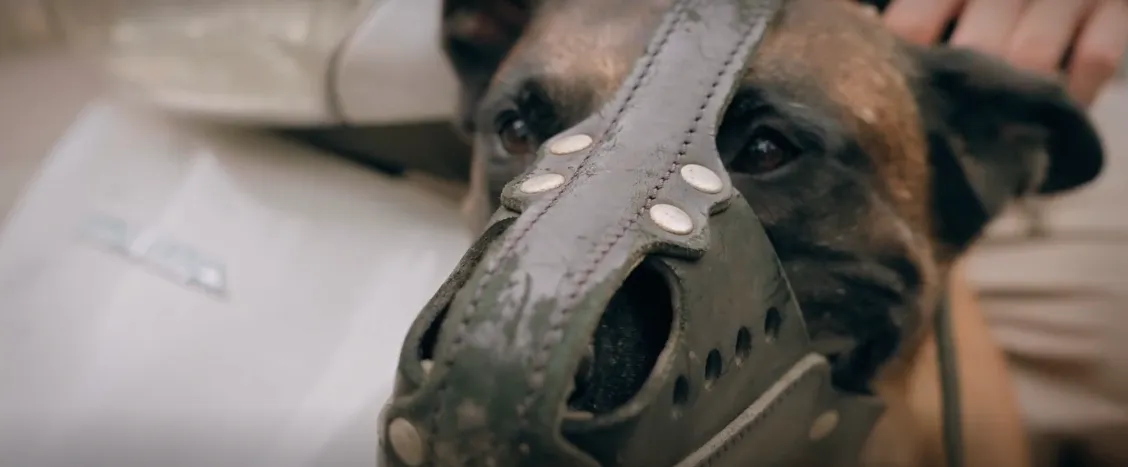 Đồng hồ đếm ngược - Tập 1: Th&agrave;nh "ngẫn" cứu ch&oacute; Coddy từ l&ograve; mổ, vận may bắt đầu đến- Ảnh 6.