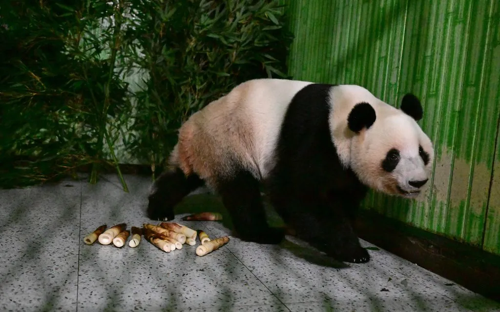 Gấu trúc Lei Lei, vừa trở về từ Nhật Bản, đi lại trong khu nuôi tại Trung tâm Nghiên cứu và Bảo tồn Gấu trúc ở tỉnh Tứ Xuyên, Trung Quốc, ngày 28/1/2026. (Ảnh: China Conservation and Research Center for Giant Panda/AP)