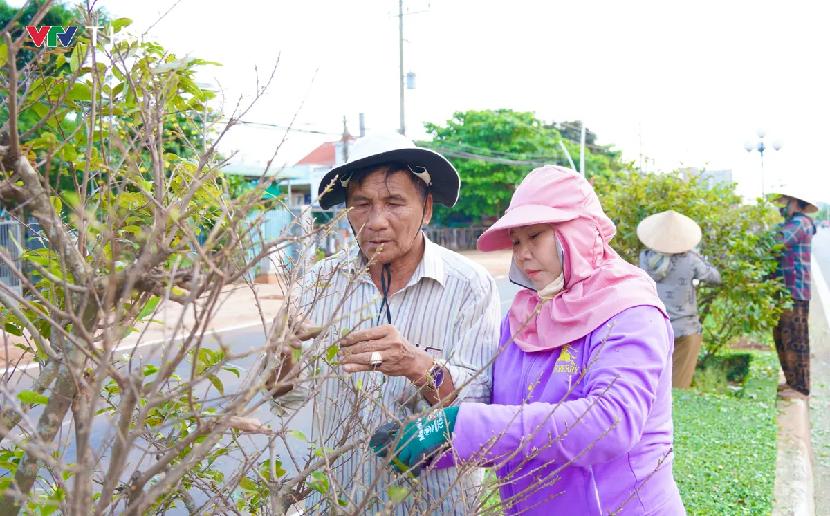 TP Hồ Chí Minh: Huy động hàng trăm người dân hái lá đường hoa mai "độc nhất vô nhị” tại Việt Nam - Ảnh 5.