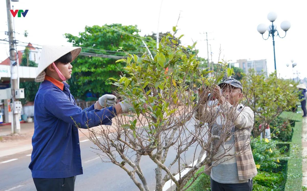 TP Hồ Chí Minh: Huy động hàng trăm người dân hái lá đường hoa mai "độc nhất vô nhị” tại Việt Nam - Ảnh 2.
