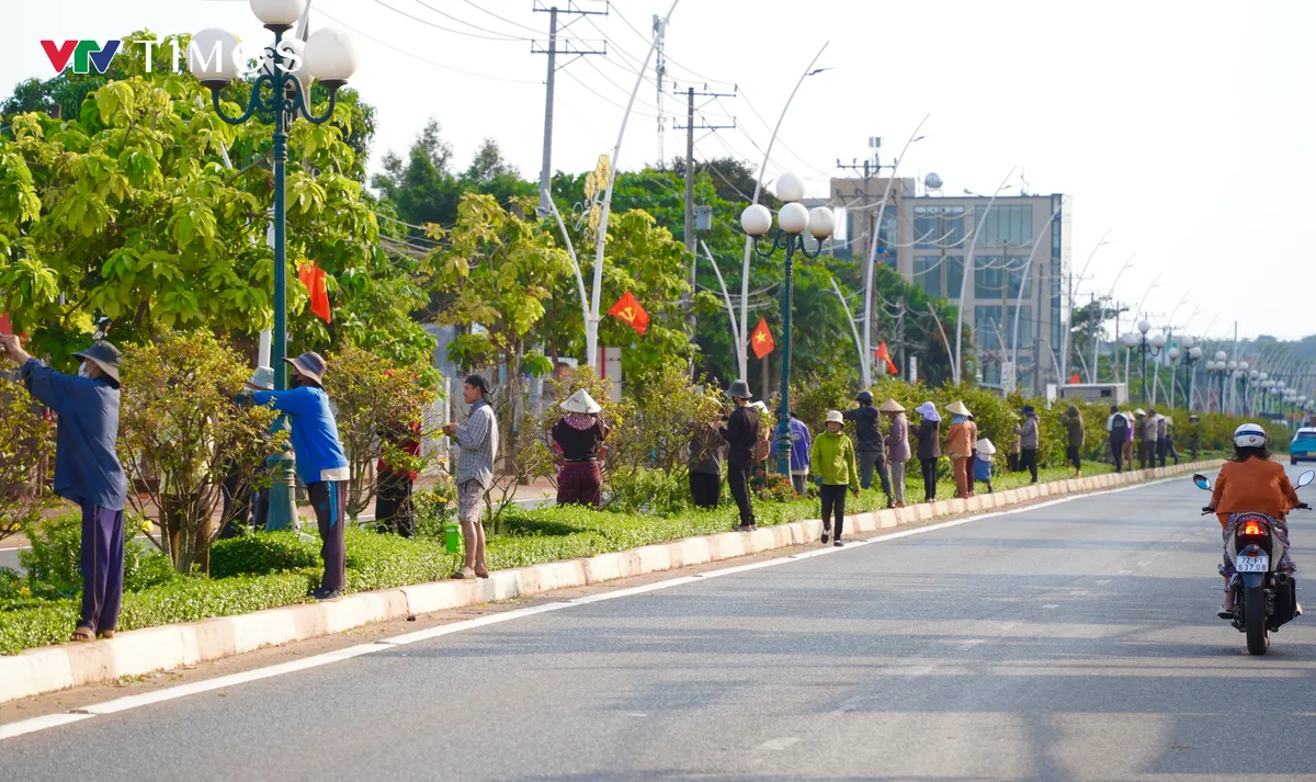 TP Hồ Chí Minh: Huy động hàng trăm người dân hái lá đường hoa mai "độc nhất vô nhị” tại Việt Nam - Ảnh 1.