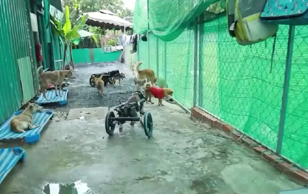 Lan tỏa y&ecirc;u thương từ chiến dịch &ldquo;Chung tay cứu trợ ch&oacute; m&egrave;o lang thang&rdquo; - Ảnh 1.